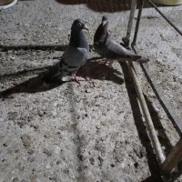 کبوتر فروش|پرنده|سبزوار, قصبه شرقی|دیوار