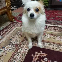 سگ شیتزو|سگ|باغستان, |دیوار