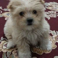 سگ پامر پرتقالی