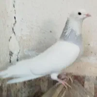 طوق آبی|پرنده|بیرجند, |دیوار