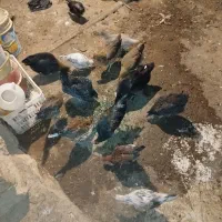 مرغ خروس