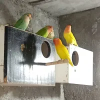 طوطی برزیلی