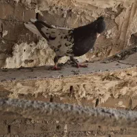 کله سیاه نر|پرنده|اهواز, کوی طلاب|دیوار