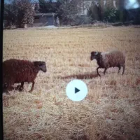 بره نر قوچی