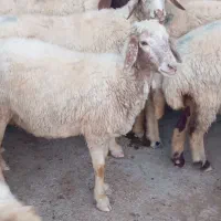 یک عدد شک میش