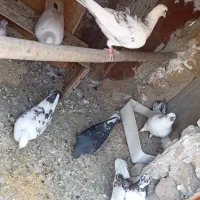 کبوتر|پرنده|بومهن, |دیوار