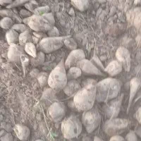 چغندرقند برای دام