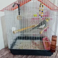 عروس هلندی|پرنده|بشاریات, |دیوار