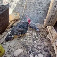 بوقلمون برنز