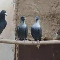 کفتر.کبوتر رنگی موشی