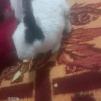 خرگوش|موش و خرگوش|خرمآباد, |دیوار