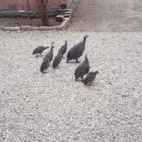 شاخدار|حیوانات مزرعه|سیجوال, |دیوار