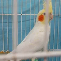 عروس هلندی لوتینوی نر ۸ ماهه|پرنده|قوچان, |دیوار