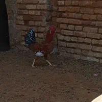 خروس گلین