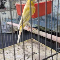 یکجفت قناری سوپری درشت طلایی روتخم