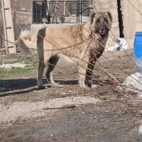 سگ سرابی نوه پله میانه