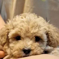 سگ توی پودل