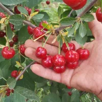 نهال گیلاس قرمز|خدمات باغبانی و درختکاری|رودشت (چهارمحال و بختیاری), |دیوار