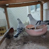 کفتر شامی عروسک