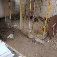 گنجه .قفس کبوتر . سنگین|لوازم جانبی حیوانات|چهارباغ, |دیوار