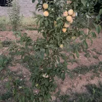 فروش-باغ-700-متری-در-ییلاقات-ساوه