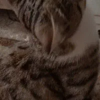 گـربه|گربه|هریس, |دیوار