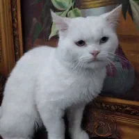 فروش گربه پرشین نر زیبا و آرام