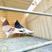 مایه کبوتران پرشی کاشان|پرنده|کاشان, میدانگاه آقا|دیوار