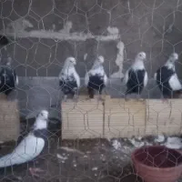 کفتر (سینه ای)|پرنده|اسدآباد, |دیوار