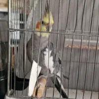 عروس هلندی گمشده