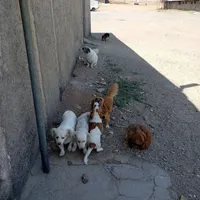 ۷سگ پاکوتاه