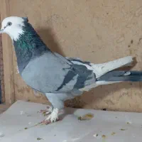 کفتر پرشی|پرنده|قم, باجک دو|دیوار