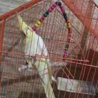 عروس هلندی نر و ماده لوتینیو