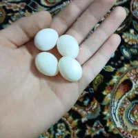 عروس هلندی جفت|پرنده|شاهدشهر, |دیوار