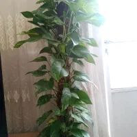 گل زیبا