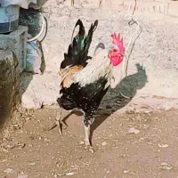 مرغ وخروس لری عشایری