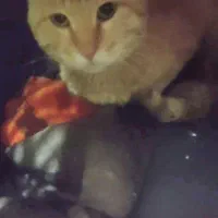 گربه