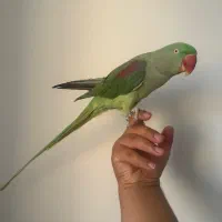 شاه طوطی دستی|پرنده|بومهن, |دیوار