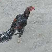 سلام یک عددخروس داریم در خدمتیم