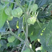 نهال فیسالیس|گل و گیاه طبیعی|گرگان, |دیوار