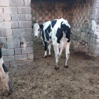 نخری تازه زا