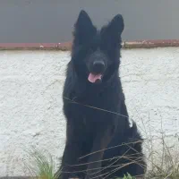 ژرمن بلک نر|سگ|نشتارود, |دیوار