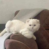 گربه اسکاتیش