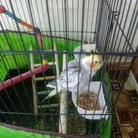 عروس هلندی