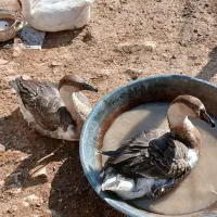 4عددغوغاز جوان