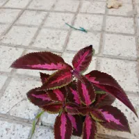 گل پاندانوس بسیار زیبا|گل و گیاه طبیعی|بوژگان, |دیوار