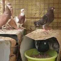 کبوتر ماده خوشرنگ  و دوکت و جوجه کله ای و شامی|پرنده|اصفهان, شهرستان|دیوار