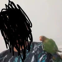 کوتوله برزیلی|پرنده|خاش, |دیوار