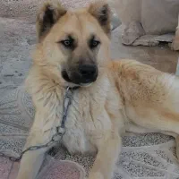 توله سگ سرابی