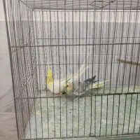 جف عروس هلندی نر ماده بالغ